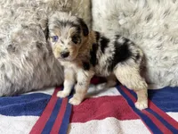 Blue Merle female ns4, a female Australian Shepherd for sale in Kenner, LA – Photo 2 of 6