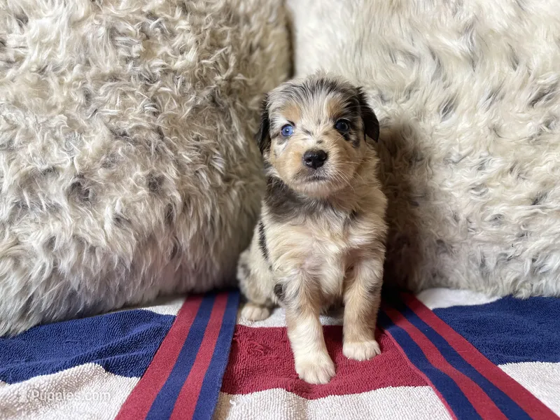 Blue Merle female ns4