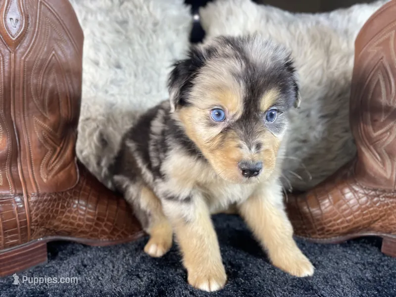 AKC , Blue Merle male 1.  O/S – Australian Shepherd puppy for sale in Kenner, LA