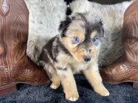AKC , Blue Merle male 1.  O/S, a male Australian Shepherd for sale in Kenner, LA – 1 of 3