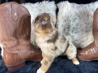 AKC.  RED Merle Male 1.   O/S, a male Australian Shepherd for sale in Kenner, LA – 4 of 4