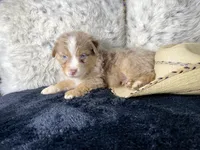 AKC.  Red Merle Male. 2.   L/S, a male Australian Shepherd for sale in Kenner, LA – 3 of 3