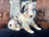 AKC. Blue Merle Male 2    O/S, a male Australian Shepherd for sale in Kenner, LA – 1 of 3