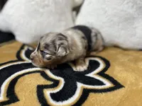 Violet, a female Australian Shepherd for sale in Kenner, LA – Photo 5 of 5