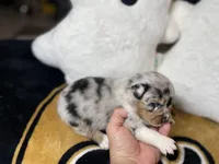 Violet, a female Australian Shepherd for sale in Kenner, LA – Photo 3 of 5