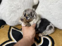 Violet, a female Australian Shepherd for sale in Kenner, LA – Photo 4 of 5