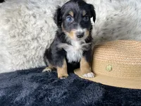 AKC. Black Tricolor Female 1.   L/S, a female Australian Shepherd for sale in Kenner, LA – 3 of 3
