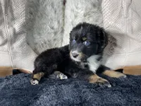 AKC   Black Tricolor Female 1  O/S, a female Australian Shepherd for sale in Kenner, LA – 4 of 4