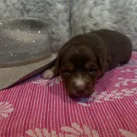 Red tricolor female AKC, a female Australian Shepherd for sale in Kenner, LA – Photo 3 of 5