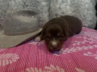 Red tricolor female AKC, a female Australian Shepherd for sale in Kenner, LA – Photo 3 of 5