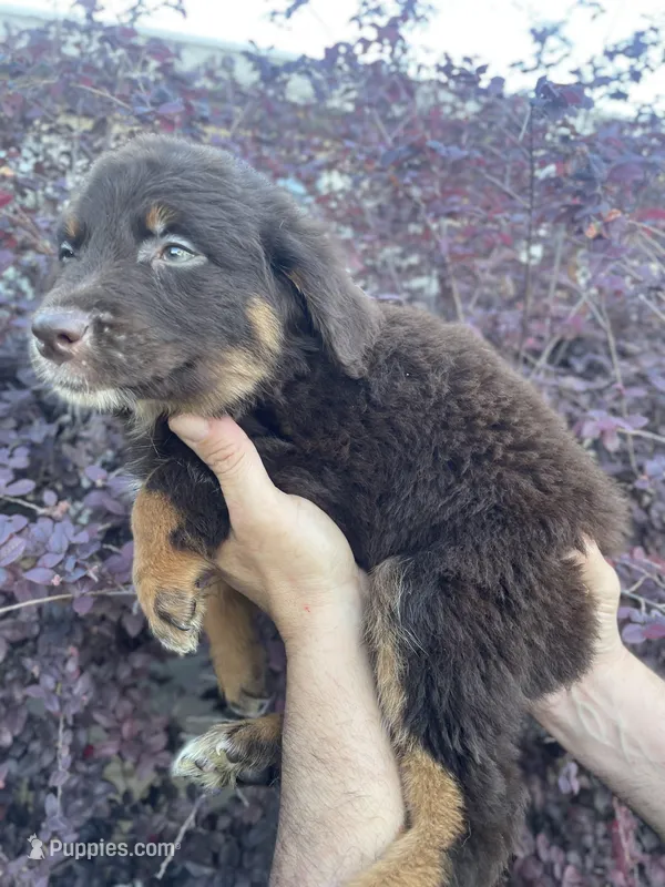 Red tricolor female AKC – Australian Shepherd puppy for sale in Kenner, LA