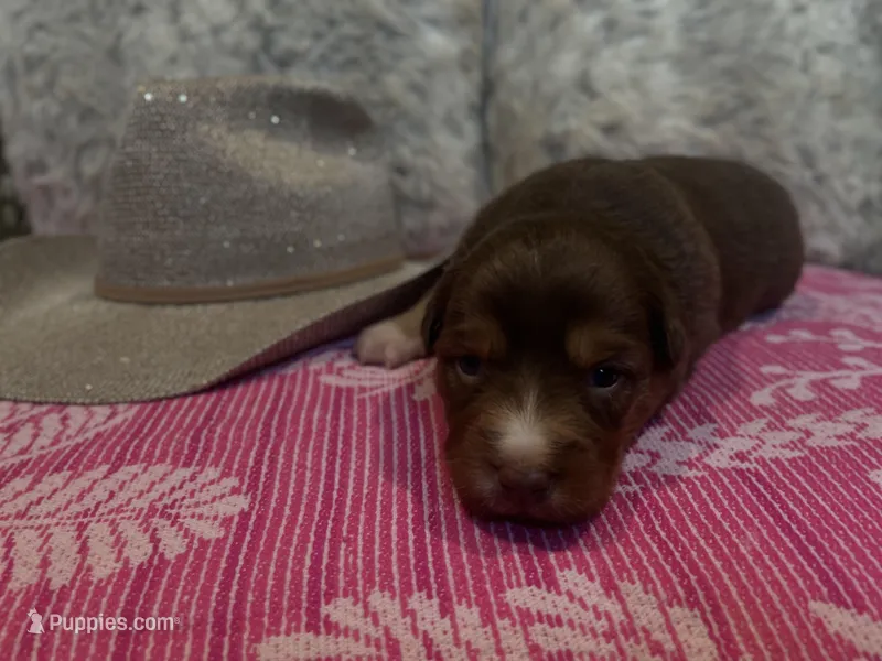 Red tricolor female AKC