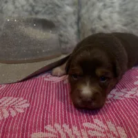 Red tricolor female AKC, a female Australian Shepherd for sale in Kenner, LA – Photo 1 of 5