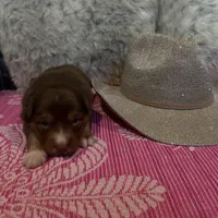 Red tricolor female AKC, a female Australian Shepherd for sale in Kenner, LA – Photo 4 of 5