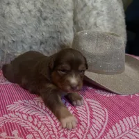 Red tricolor female AKC, a female Australian Shepherd for sale in Kenner, LA – Photo 2 of 5