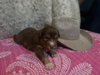 Red tricolor female AKC, a female Australian Shepherd for sale in Kenner, LA – Photo 2 of 5