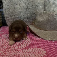 Red tricolor female AKC, a female Australian Shepherd for sale in Kenner, LA – Photo 5 of 5