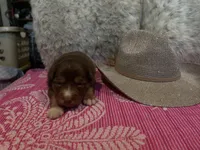 Red tricolor female AKC, a female Australian Shepherd for sale in Kenner, LA – Photo 5 of 5