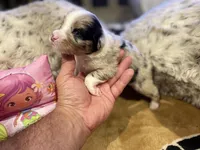 Blue Merle female ns5, a female Australian Shepherd for sale in Kenner, LA – Photo 3 of 3