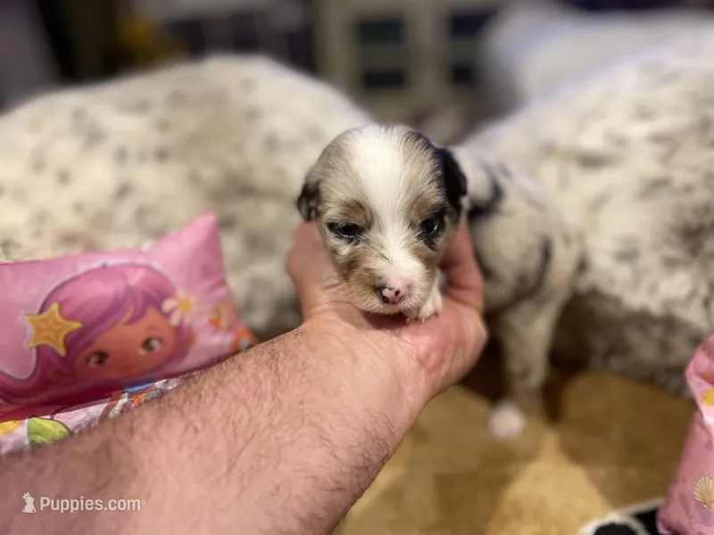 Blue Merle female ns5