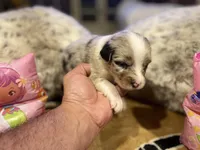 Blue Merle female ns5, a female Australian Shepherd for sale in Kenner, LA – Photo 2 of 3