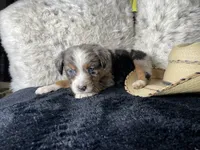 AKC. Blue Merle Male 1.  L/S, a female Australian Shepherd for sale in Kenner, LA – 3 of 3