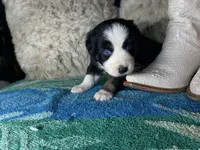 Black tricolor female 2 AKC, a female Australian Shepherd for sale in Kenner, LA – Photo 2 of 9