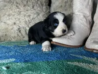 Black tricolor female 2 AKC, a female Australian Shepherd for sale in Kenner, LA – Photo 4 of 9