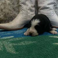 Black tricolor female 2 AKC, a female Australian Shepherd for sale in Kenner, LA – Photo 8 of 9