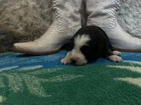 Black tricolor female 2 AKC, a female Australian Shepherd for sale in Kenner, LA – Photo 4 of 5