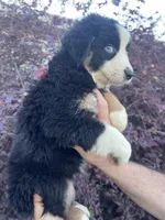 Black tricolor female 2 AKC, a female Australian Shepherd for sale in Kenner, LA – 2 of 7