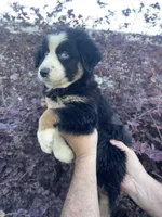 Black tricolor female 2 AKC, a female Australian Shepherd for sale in Kenner, LA – 3 of 7