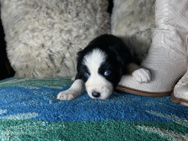 Black tricolor female 2 AKC – Australian Shepherd puppy for sale in Kenner, LA