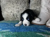 Black tricolor female 2 AKC, a female Australian Shepherd for sale in Kenner, LA – Photo 1 of 9