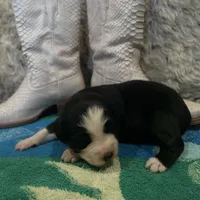 Black tricolor female 2 AKC, a female Australian Shepherd for sale in Kenner, LA – Photo 5 of 9