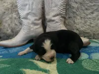 Black tricolor female 2 AKC, a female Australian Shepherd for sale in Kenner, LA – Photo 1 of 5