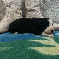 Black tricolor female 2 AKC, a female Australian Shepherd for sale in Kenner, LA – Photo 9 of 9