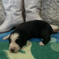 Black tricolor female 2 AKC, a female Australian Shepherd for sale in Kenner, LA – Photo 6 of 9