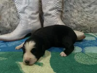 Black tricolor female 2 AKC, a female Australian Shepherd for sale in Kenner, LA – Photo 2 of 5