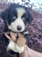 Black tricolor female 2 AKC, a female Australian Shepherd for sale in Kenner, LA – 1 of 7