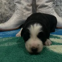 Black tricolor female 2 AKC, a female Australian Shepherd for sale in Kenner, LA – Photo 7 of 9