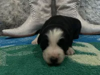 Black tricolor female 2 AKC, a female Australian Shepherd for sale in Kenner, LA – Photo 3 of 5