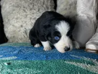 Black tricolor female 2 AKC, a female Australian Shepherd for sale in Kenner, LA – Photo 3 of 9