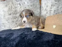 AKC red Merle Female 1   L/S, a female Australian Shepherd for sale in Kenner, LA – 2 of 3