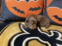 Bucky, a male Australian Shepherd for sale in Kenner, LA – Photo 4 of 4