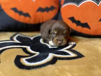 Bucky, a male Australian Shepherd for sale in Kenner, LA – Photo 2 of 4