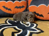 Bucky, a male Australian Shepherd for sale in Kenner, LA – Photo 3 of 4