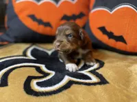 Bucky, a male Australian Shepherd for sale in Kenner, LA – Photo 1 of 4