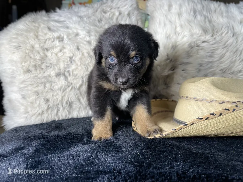AKC. Black Tricolor Male. 1   L/S – Australian Shepherd puppy for sale in Kenner, LA