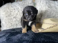 AKC. Black Tricolor Male. 1   L/S, a male Australian Shepherd for sale in Kenner, LA – 1 of 3